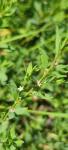 Polygonum aviculare