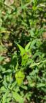 Persicaria maculosa