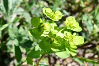 Euphorbia helioscopia