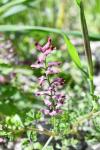 Fumaria officinalis
