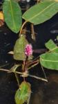Persicaria amphibia