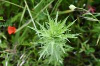 Carthamus lanatus