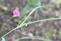 Lathyrus nissolia