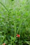 Lathyrus sphaericus