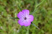 Agrostemma githago