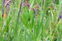 Falcaria vulgaris