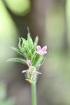 Silene gallica
