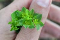 Bupleurum rotundifolium