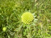 Knautia arvensis