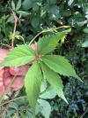 Parthenocissus inserta