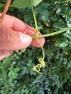 Parthenocissus inserta