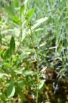 Buglossoides arvensis