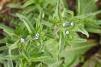 Lappula squarrosa