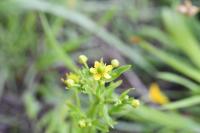 Ranunculus sceleratus