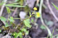 Ranunculus ophioglossifolius