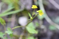 Ranunculus ophioglossifolius