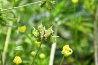 Ranunculus arvensis