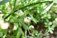 Silene conica