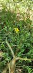 Coronilla minima