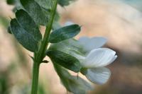 Vicia pannonica