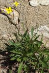 Diplotaxis tenuifolia