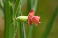 Lathyrus sphaericus