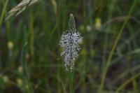 Plantago media