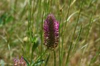 Trifolium rubens