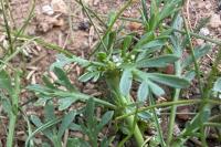 Lepidium coronopus