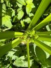 Cyperus eragrostis