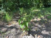 Epipactis helleborine