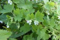 Geranium molle