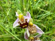 Ophrys apifera