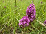 Anacamptis pyramidalis