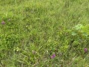 Anacamptis pyramidalis