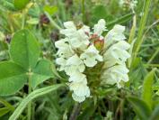 Prunella laciniata