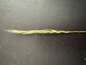 Elymus caninus