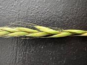Elymus caninus
