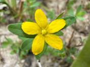 Hypericum humifusum