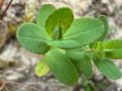 Hypericum humifusum