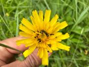 Leontodon hispidus