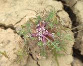 Lepidium coronopus