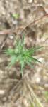 Carthamus lanatus