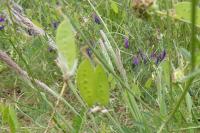 Vicia villosa