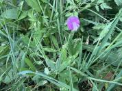 Lathyrus hirsutus