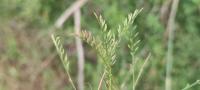 Catapodium rigidum