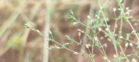 Arenaria serpyllifolia