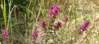 Melampyrum arvense