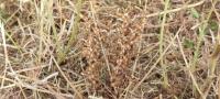 Phelipanche ramosa