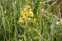 Lysimachia vulgaris